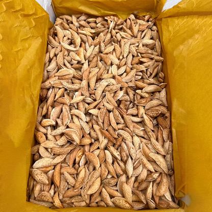 Afghan Almonds In Shell